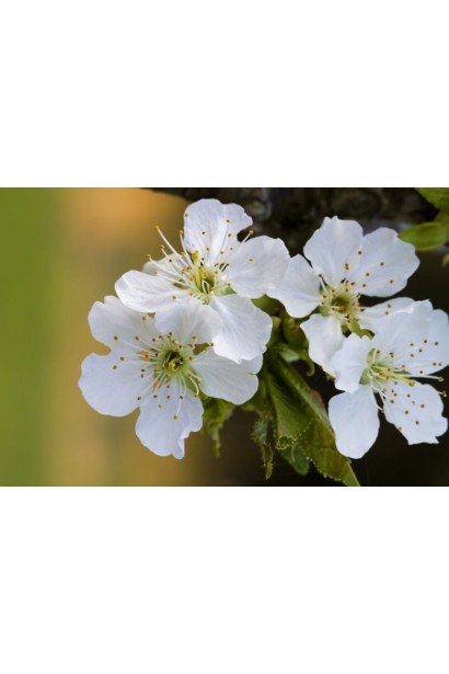 Prunus avium ‘Sweet Cherry’